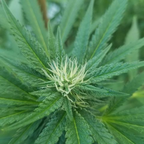 Duct tape growlog timeline photo