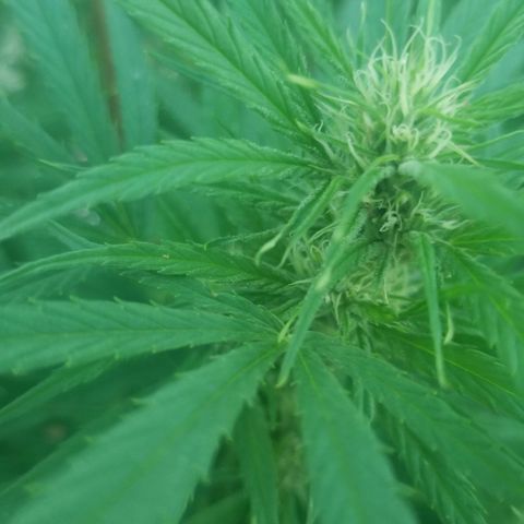 Charlotte's Web growlog timeline photo