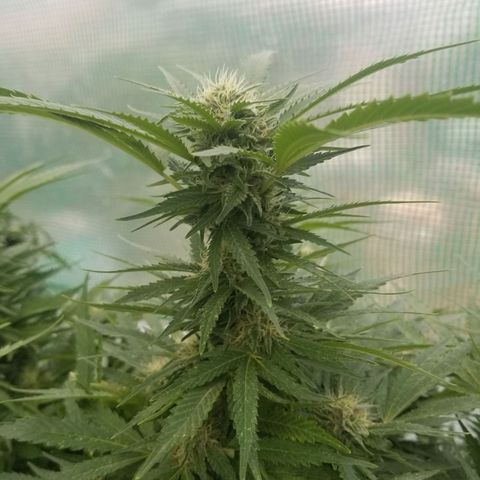 Durban poison growlog timeline photo