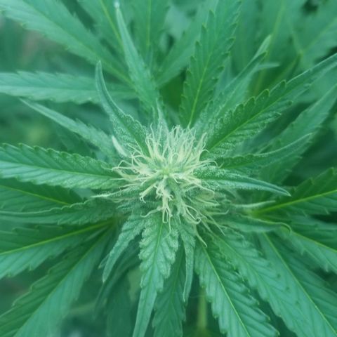 Durban poison growlog timeline photo
