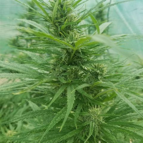 Charlotte's Web growlog timeline photo