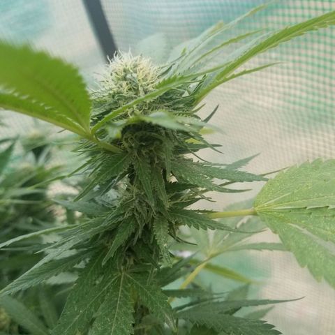 Durban poison growlog timeline photo