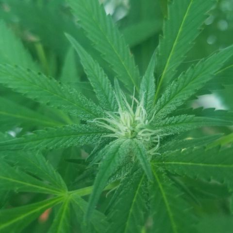 Duct tape growlog timeline photo