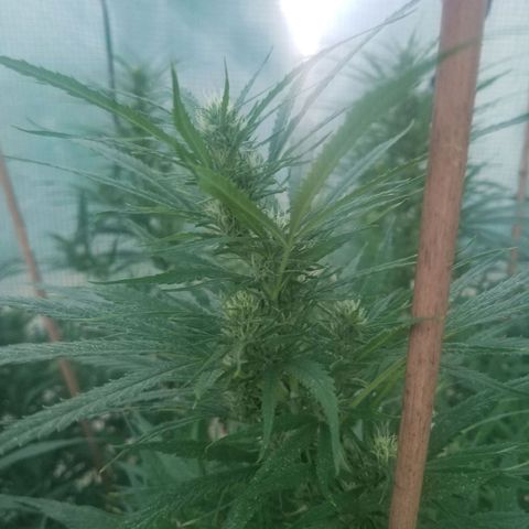 Charlotte's Web growlog timeline photo