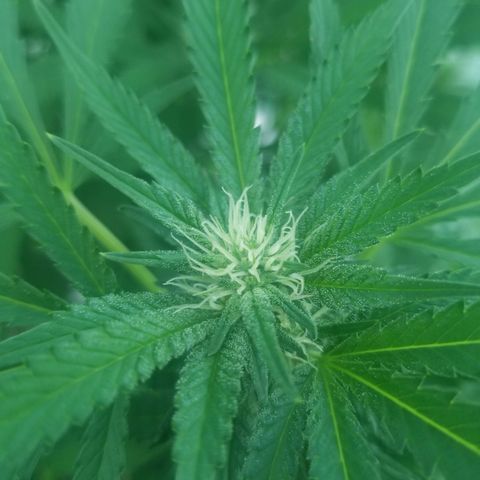 Duct tape growlog timeline photo