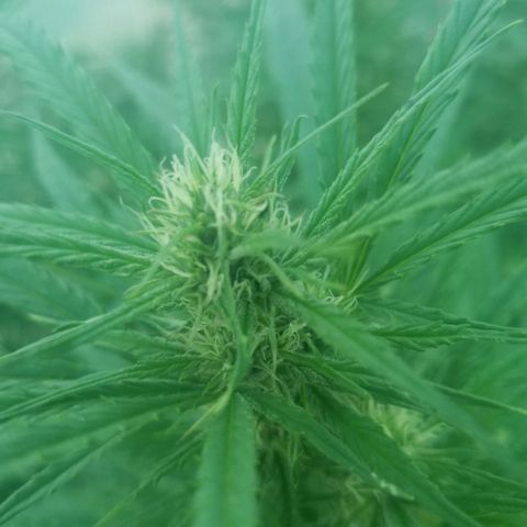 Charlotte's Web growlog timeline photo