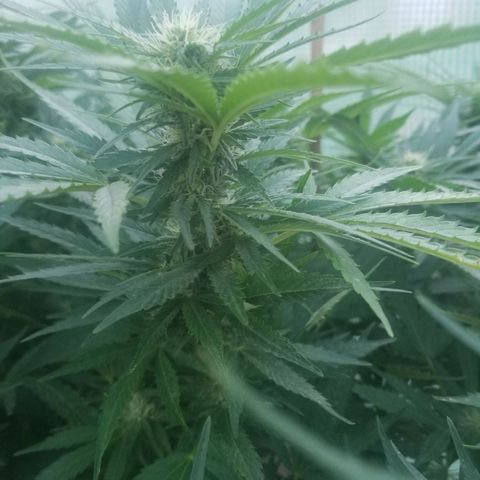 Durban poison growlog timeline photo