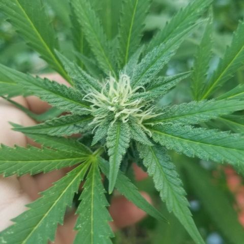 Duct tape growlog timeline photo