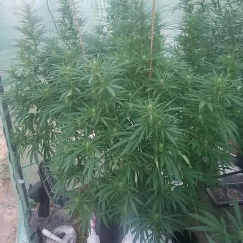 Charlotte's Web growlog timeline photo