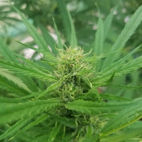 Charlotte's Web growlog timeline photo