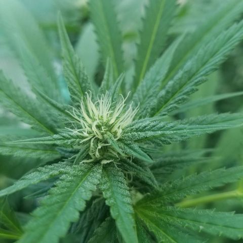 Duct tape growlog timeline photo