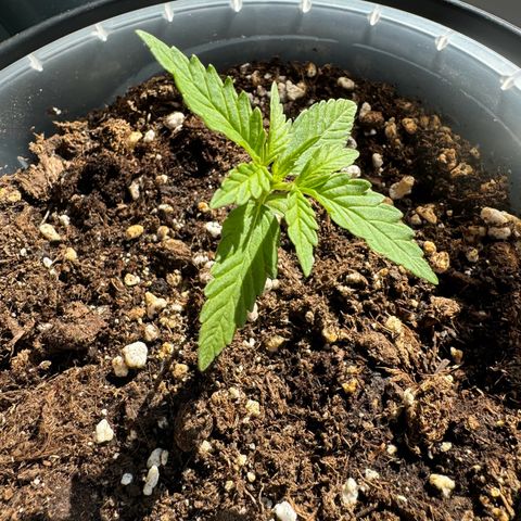Royal Runtz Automatic growlog timeline photo