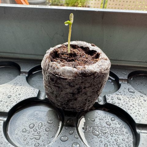 Royal Runtz Automatic growlog timeline photo