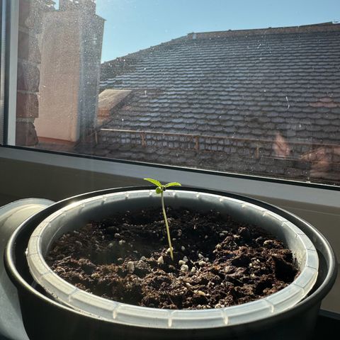 Royal Runtz Automatic growlog timeline photo