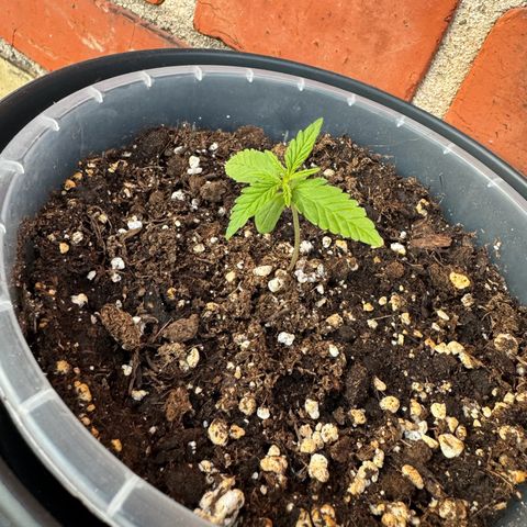 Royal Runtz Automatic growlog timeline photo