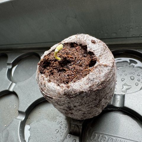 Royal Runtz Automatic growlog timeline photo