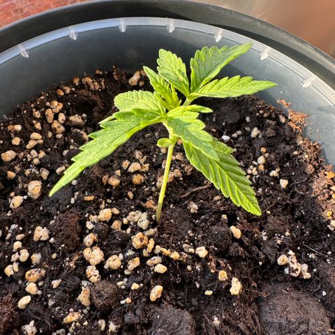 Royal Runtz Automatic growlog timeline photo