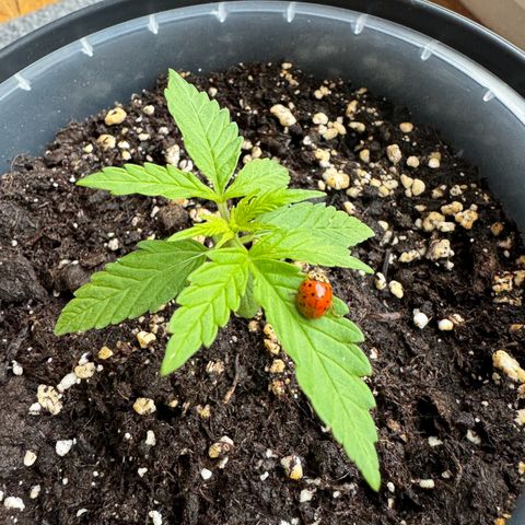 Royal Runtz Automatic growlog timeline photo