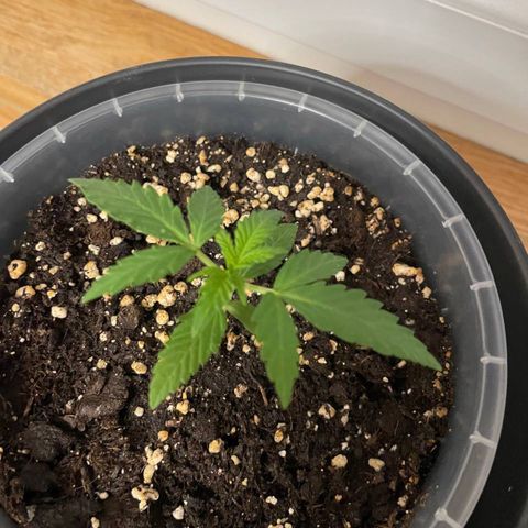 Royal Runtz Automatic growlog timeline photo