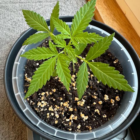 Royal Runtz Automatic growlog timeline photo
