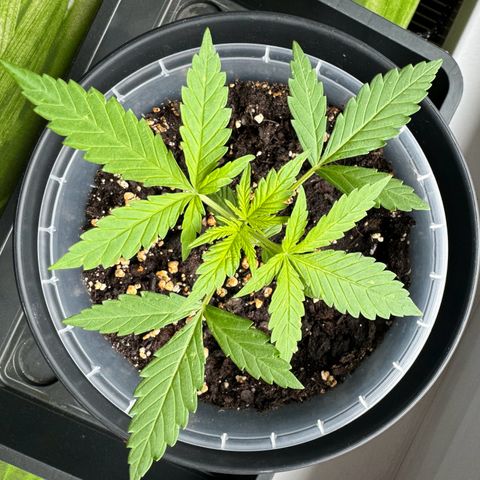 Royal Runtz Automatic growlog timeline photo