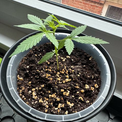 Royal Runtz Automatic growlog timeline photo