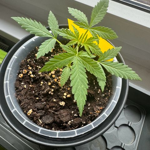 Royal Runtz Automatic growlog timeline photo