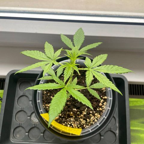 Royal Runtz Automatic growlog timeline photo