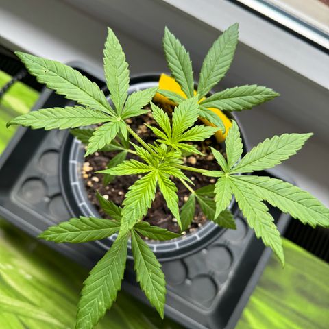 Royal Runtz Automatic growlog timeline photo