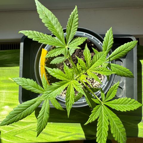 Royal Runtz Automatic growlog timeline photo