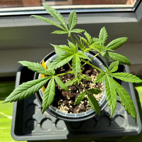 Royal Runtz Automatic growlog timeline photo