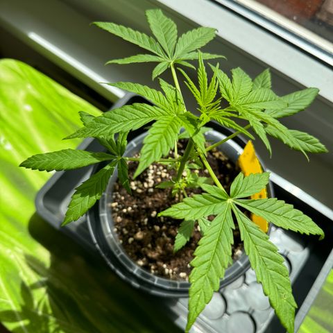 Royal Runtz Automatic growlog timeline photo
