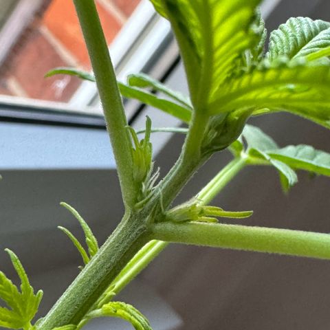 Royal Runtz Automatic growlog timeline photo