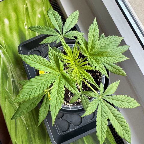 Royal Runtz Automatic growlog timeline photo