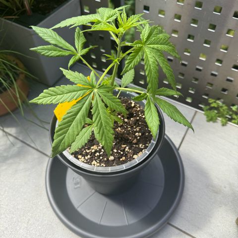Royal Runtz Automatic growlog timeline photo