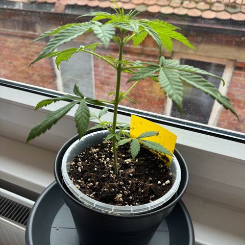 Royal Runtz Automatic growlog timeline photo