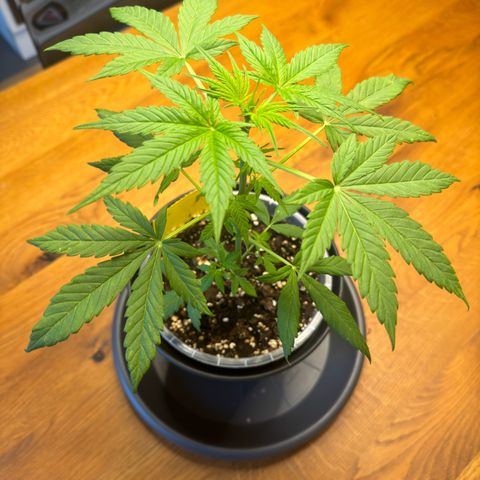 Royal Runtz Automatic growlog timeline photo