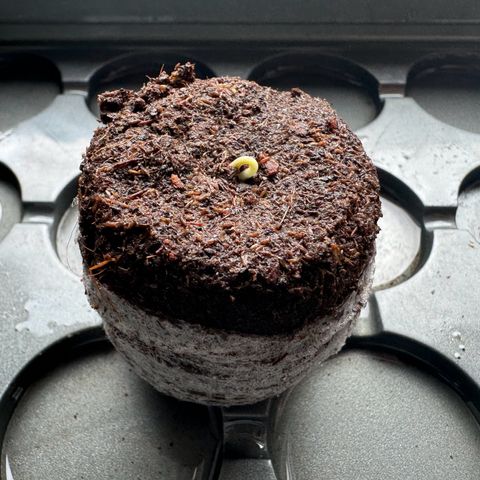 Mimosa Automatic growlog timeline photo