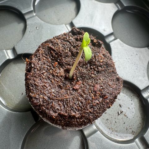 Mimosa Automatic growlog timeline photo