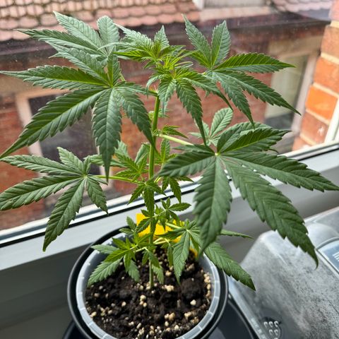 Royal Runtz Automatic growlog timeline photo