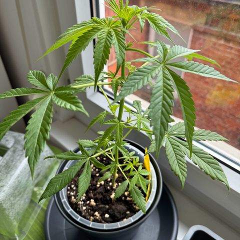 Royal Runtz Automatic growlog timeline photo