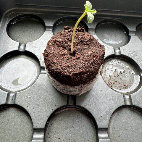 Mimosa Automatic growlog timeline photo