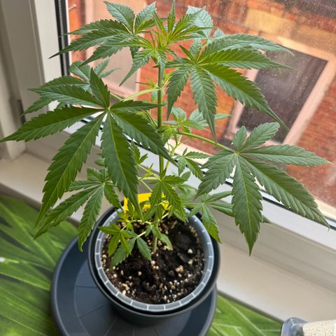 Royal Runtz Automatic growlog timeline photo