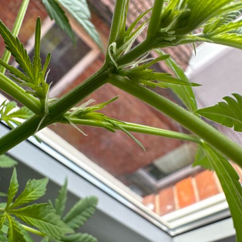Royal Runtz Automatic growlog timeline photo
