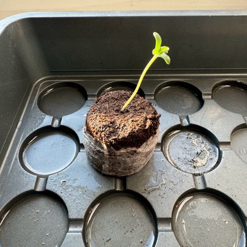 Mimosa Automatic growlog timeline photo