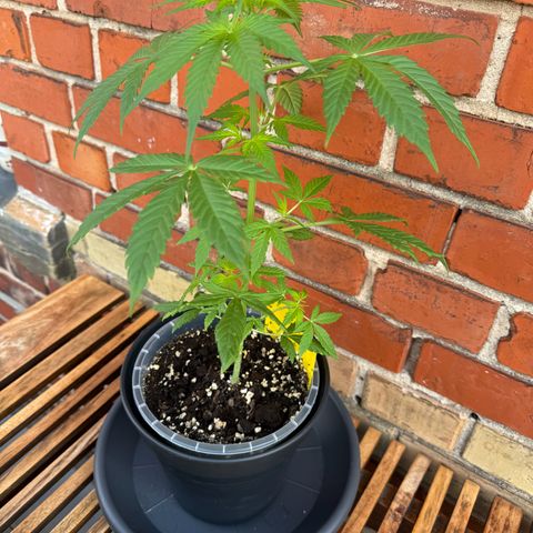 Royal Runtz Automatic growlog timeline photo