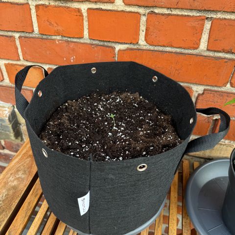 Mimosa Automatic growlog timeline photo
