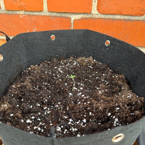 Mimosa Automatic growlog timeline photo