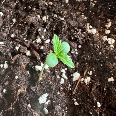 Mimosa Automatic growlog timeline photo