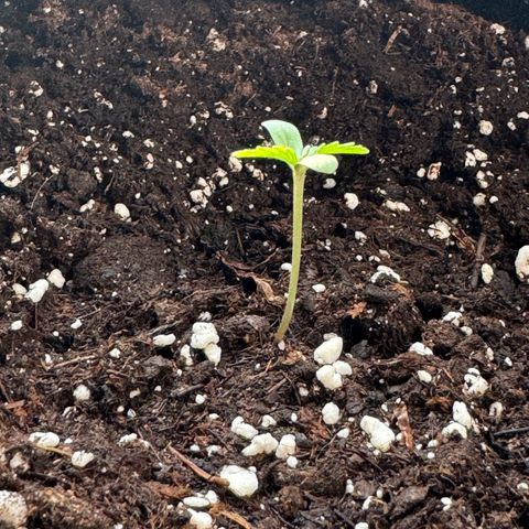 Mimosa Automatic growlog timeline photo